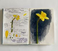 Februari 2024 Narcis studie | Daffodil study